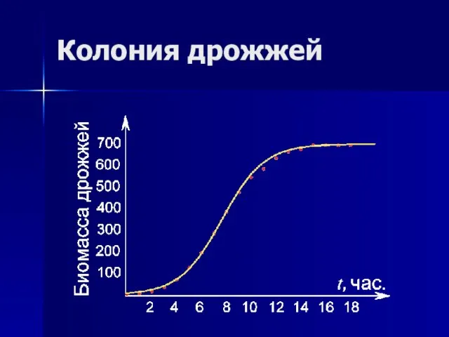 Колония дрожжей