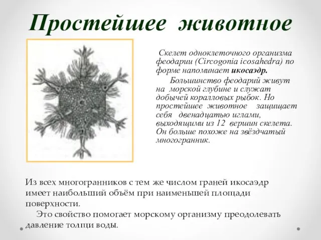 Простейшее животное Скелет одноклеточного организма феодарии (Circogonia icosahedra) по форме напоминает икосаэдр.