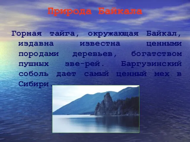 Природа Байкала Горная тайга, окружающая Байкал, издавна известна ценными породами деревьев, богатством