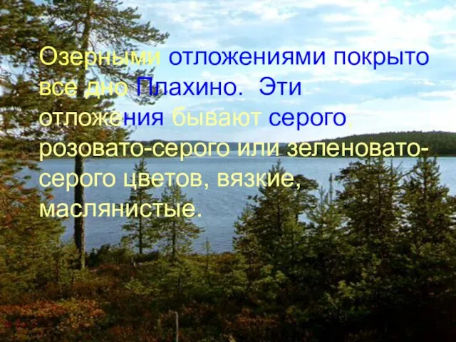 Озерными отложениями покрыто все дно Плахино. Эти отложения бывают серого, розовато-серого или зеленовато-серого цветов, вязкие, маслянистые.