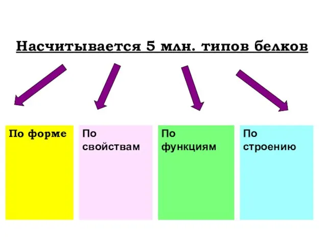 Насчитывается 5 млн. типов белков По форме По свойствам По функциям По строению