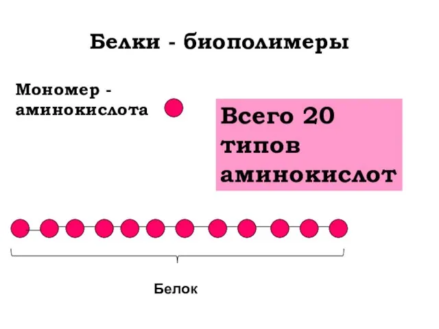 Белки - биополимеры Мономер - аминокислота Всего 20 типов аминокислот Белок