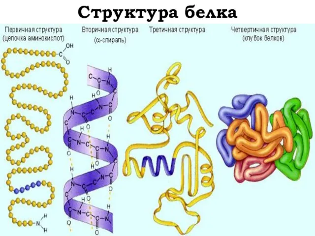 Структура белка