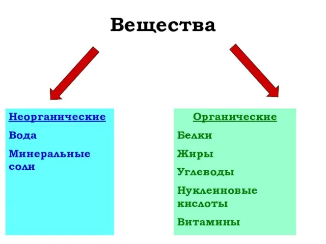 Вещества Неорганические Вода Минеральные соли Органические Белки Жиры Углеводы Нуклеиновые кислоты Витамины