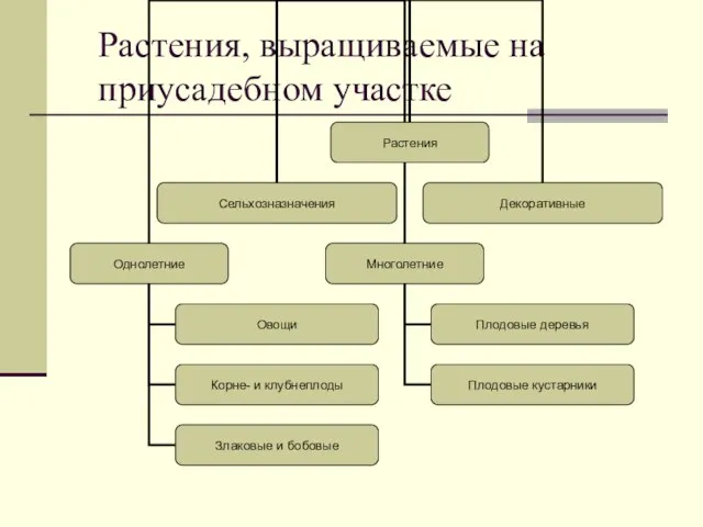 Растения, выращиваемые на приусадебном участке