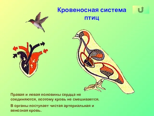 Кровеносная система птиц Правая и левая половины сердца не соединяются, поэтому кровь