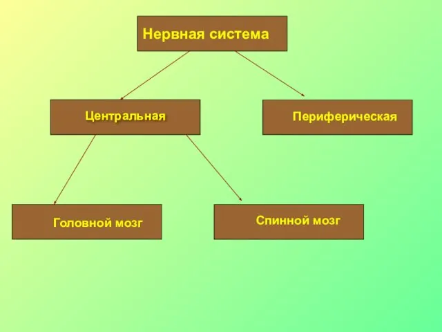 Нервная система Центральная Периферическая Головной мозг Спинной мозг