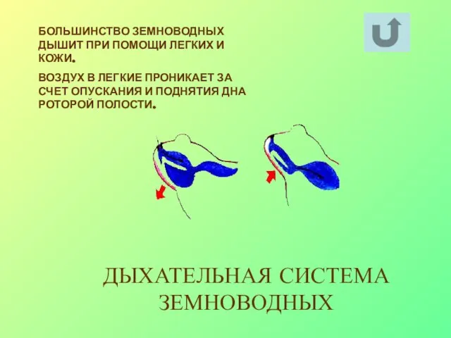 БОЛЬШИНСТВО ЗЕМНОВОДНЫХ ДЫШИТ ПРИ ПОМОЩИ ЛЕГКИХ И КОЖИ. ВОЗДУХ В ЛЕГКИЕ ПРОНИКАЕТ