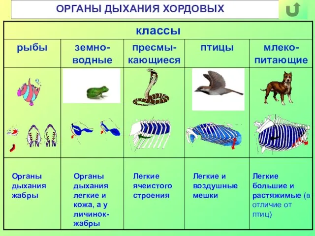 ОРГАНЫ ДЫХАНИЯ ХОРДОВЫХ Органы дыхания жабры Органы дыхания легкие и кожа, а