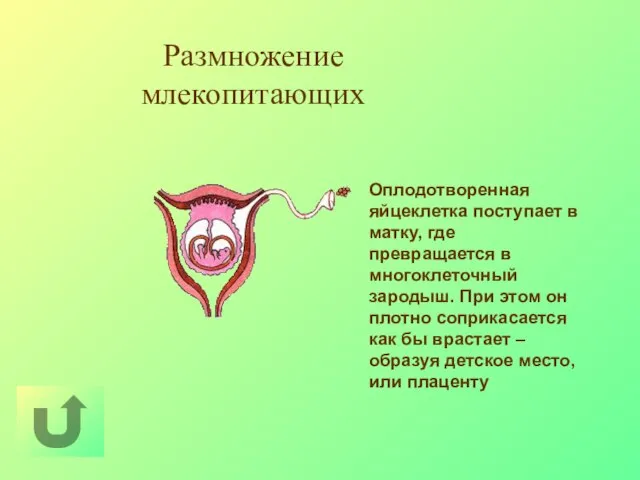 Оплодотворенная яйцеклетка поступает в матку, где превращается в многоклеточный зародыш. При этом