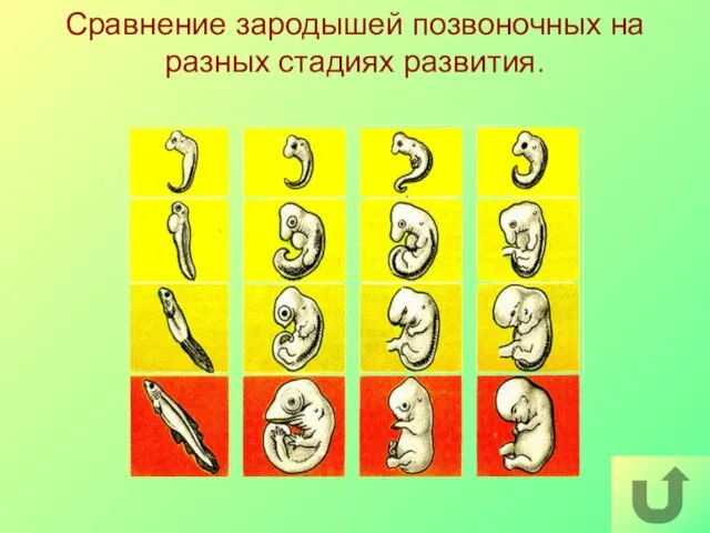 Сравнение зародышей позвоночных на разных стадиях развития.