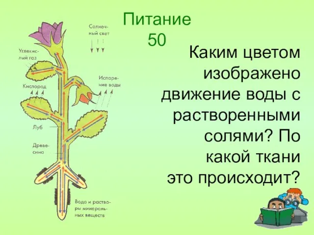 Питание 50 Каким цветом изображено движение воды с растворенными солями? По какой ткани это происходит?