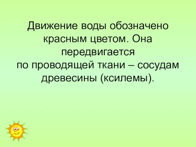 Движение воды обозначено красным цветом. Она передвигается по проводящей ткани – сосудам древесины (ксилемы).