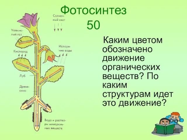 Фотосинтез 50 Каким цветом обозначено движение органических веществ? По каким структурам идет это движение?