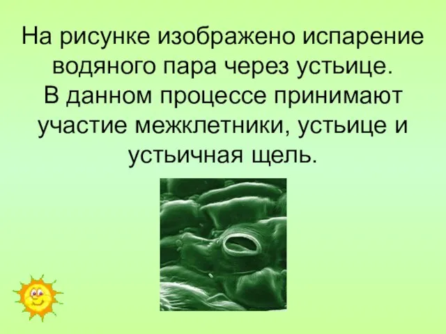 На рисунке изображено испарение водяного пара через устьице. В данном процессе принимают