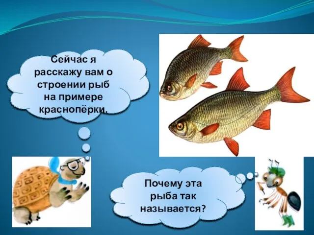 Сейчас я расскажу вам о строении рыб на примере краснопёрки. Почему эта рыба так называется?