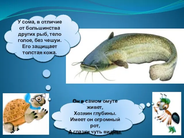 У сома, в отличие от большинства других рыб, тело голое, без чешуи.