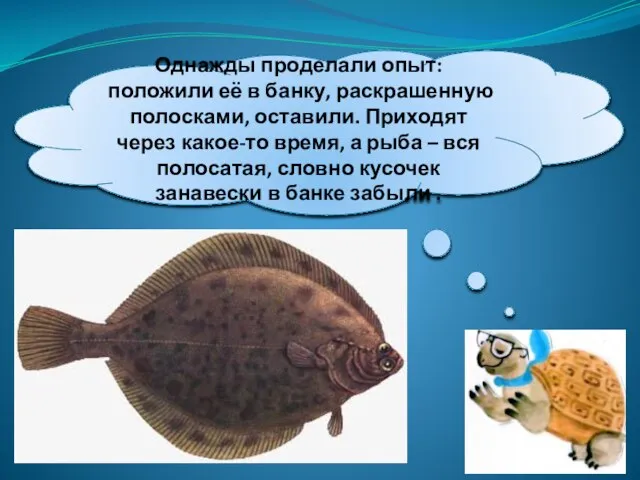 Однажды проделали опыт: положили её в банку, раскрашенную полосками, оставили. Приходят через