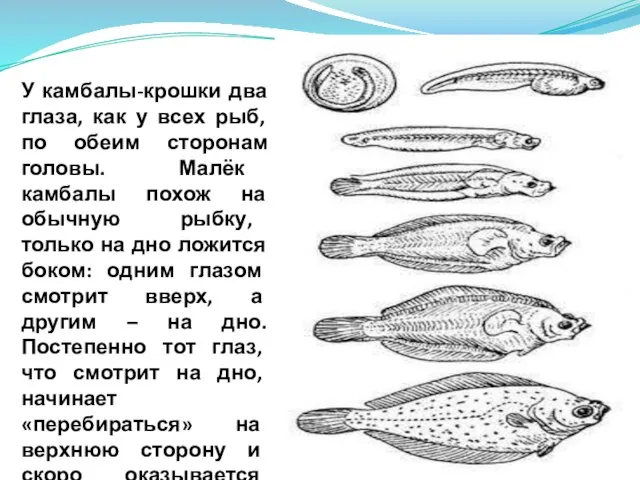 У камбалы-крошки два глаза, как у всех рыб, по обеим сторонам головы.