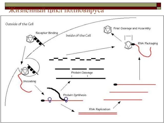 Жизненный цикл полиовируса