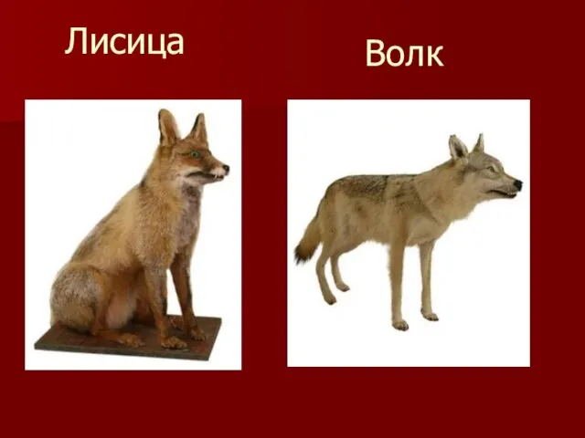 Лисица Волк