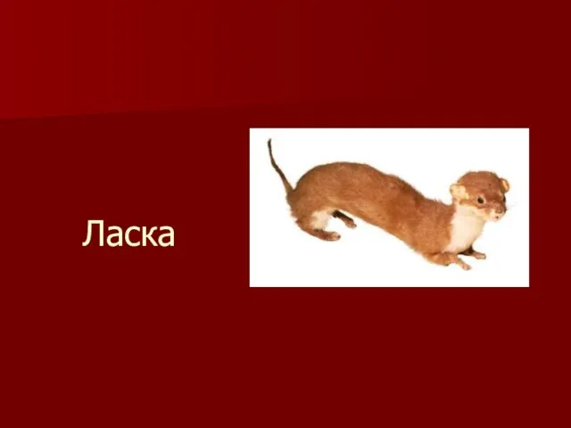 Ласка