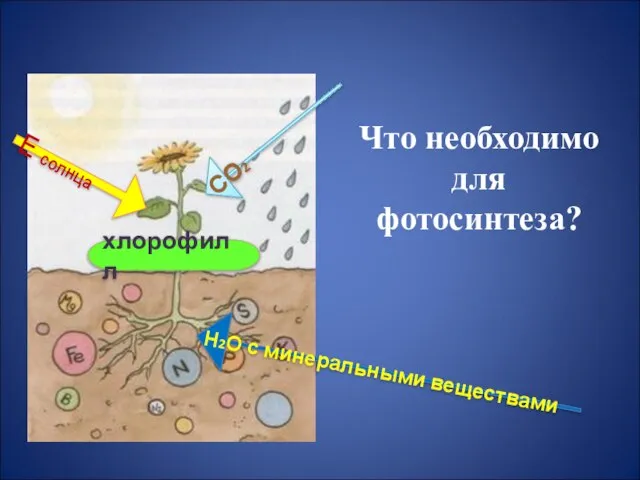 Что необходимо для фотосинтеза? Н2О с минеральными веществами Е солнца СО2 хлорофилл