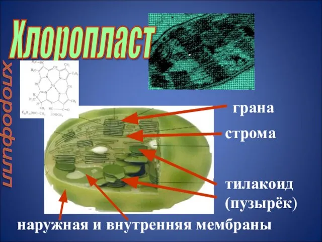 Хлоропласт хлорофилл наружная и внутренняя мембраны тилакоид (пузырёк) строма грана