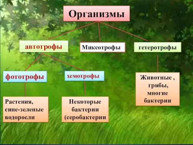 Организмы автотрофы фототрофы хемотрофы гетеротрофы Растения, сине-зеленые водоросли Некоторые бактерии (серобактерии Животные