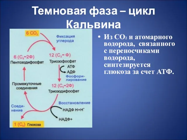 Темновая фаза – цикл Кальвина Из СО2 и атомарного водорода, связанного с