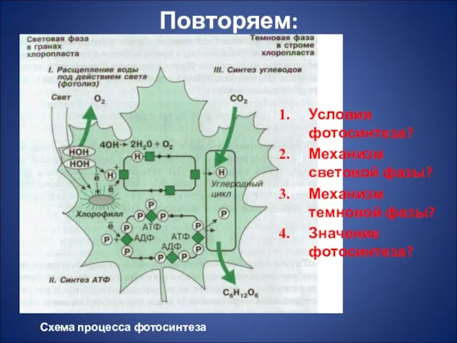 Повторяем: Условия фотосинтеза? Механизм световой фазы? Механизм темновой фазы? Значение фотосинтеза? Схема процесса фотосинтеза