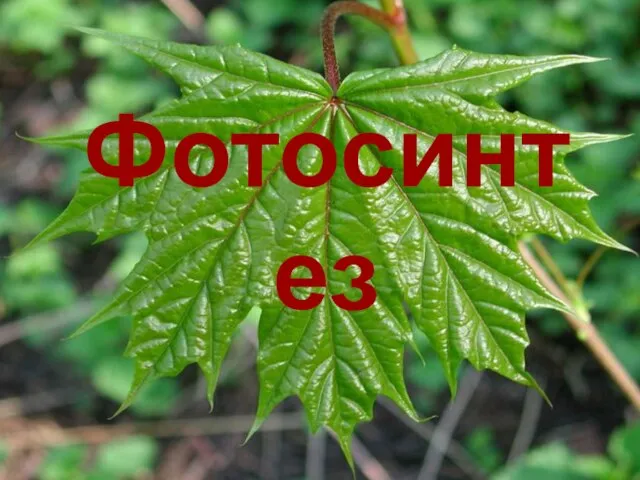 Фотосинтез