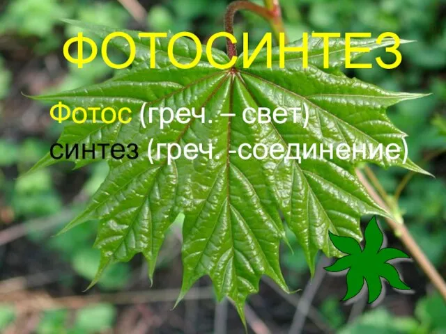 ФОТОСИНТЕЗ Фотос (греч. – свет) синтез (греч. -соединение)