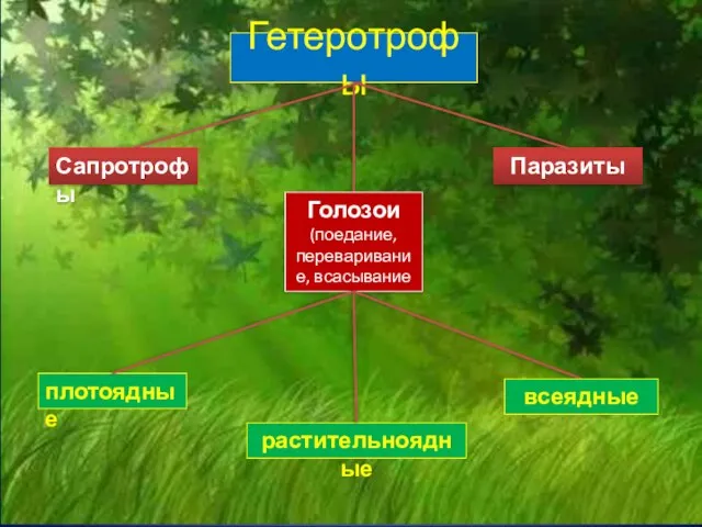 Гетеротрофы Сапротрофы Паразиты Голозои (поедание, переваривание, всасывание плотоядные растительноядные всеядные