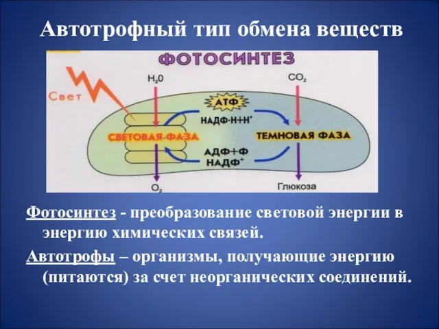 Автотрофный тип обмена веществ Фотосинтез - преобразование световой энергии в энергию химических