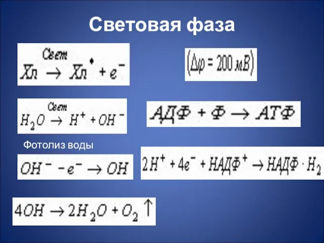 Световая фаза Фотолиз воды