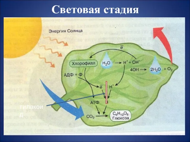 Световая стадия тилакоид