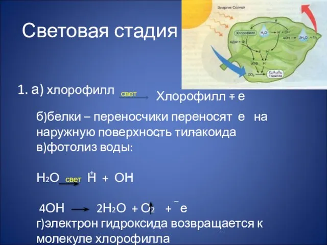 Световая стадия 1. а) хлорофилл Хлорофилл + е _ б)белки – переносчики