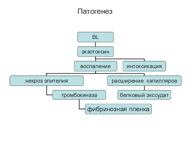 Патогенез