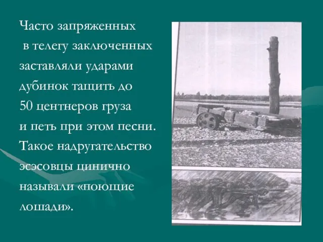 Часто запряженных в телегу заключенных заставляли ударами дубинок тащить до 50 центнеров