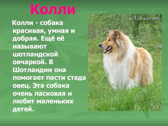 Колли Колли - собака красивая, умная и добрая. Ещё её называют шотландской