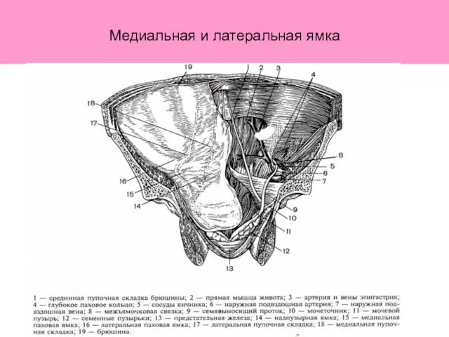 Медиальная и латеральная ямка