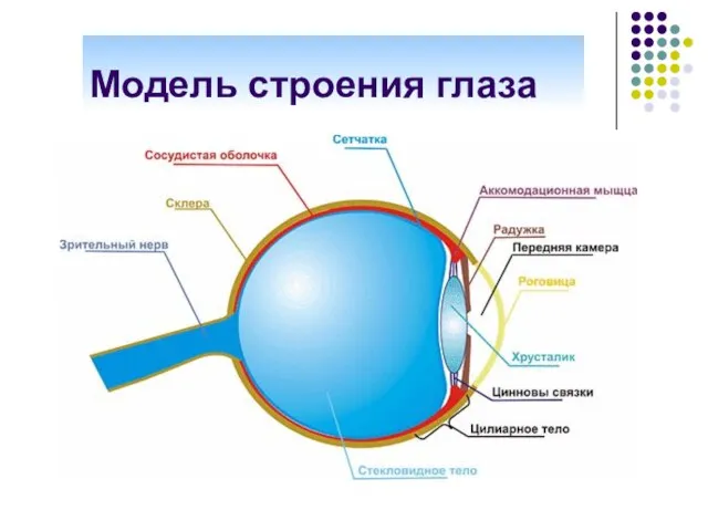 Модель строения глаза