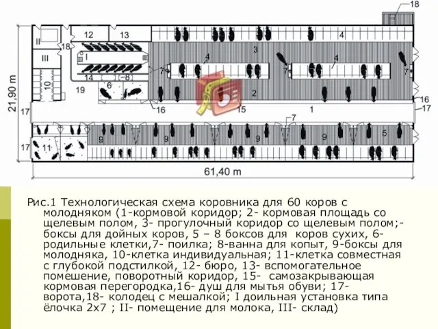 Рис.1 Технологическая схема коровника для 60 коров с молодняком (1-кормовой коридор; 2-