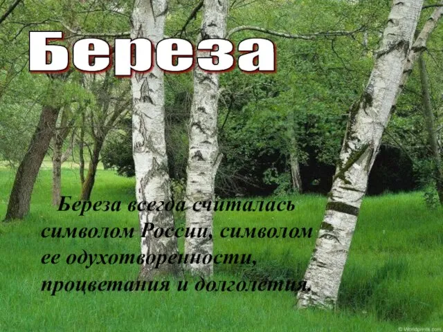 Береза Береза всегда считалась символом России, символом ее одухотворенности, процветания и долголетия.