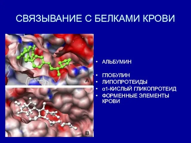 СВЯЗЫВАНИЕ С БЕЛКАМИ КРОВИ АЛЬБУМИН ГЛОБУЛИН ЛИПОПРОТЕИДЫ α1-КИСЛЫЙ ГЛИКОПРОТЕИД ФОРМЕННЫЕ ЭЛЕМЕНТЫ КРОВИ