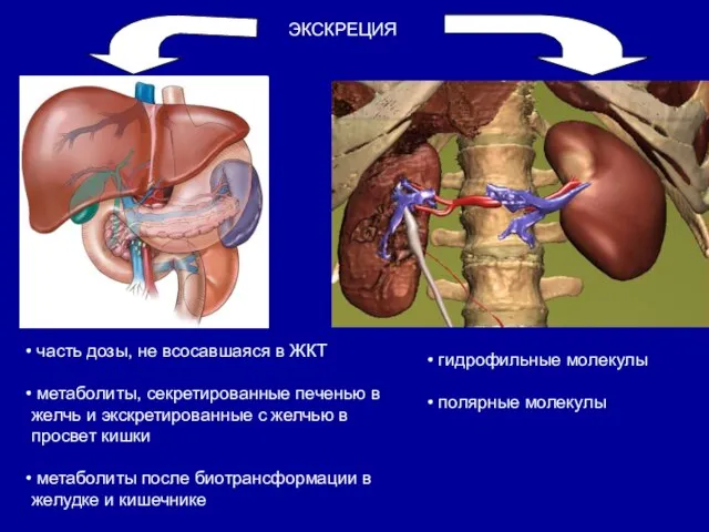 ЭКСКРЕЦИЯ часть дозы, не всосавшаяся в ЖКТ метаболиты, секретированные печенью в желчь