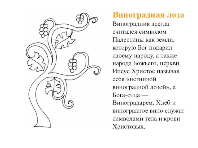 Виноградная лоза Виноградник всегда считался символом Палестины как земли, которую Бог подарил