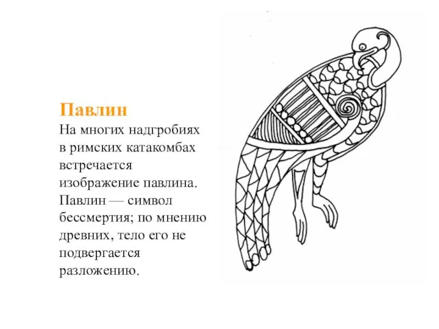 Павлин На многих надгробиях в римских катакомбах встречается изображение павлина. Павлин —