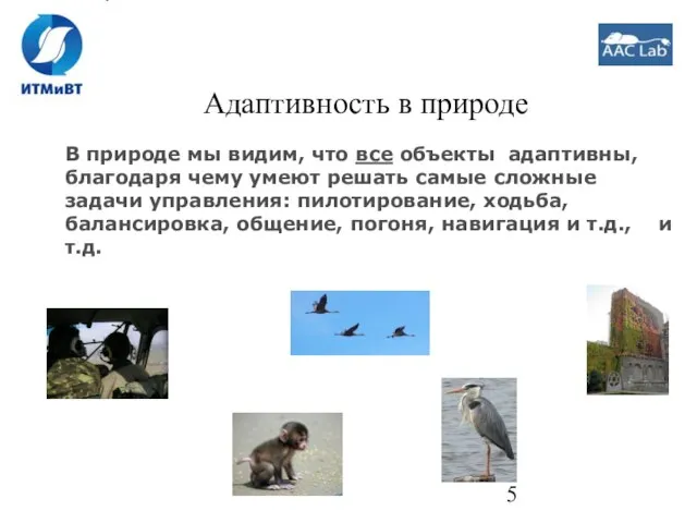 Адаптивность в природе В природе мы видим, что все объекты адаптивны, благодаря